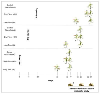 Maize Resistance to Stem Borers Can Be Modulated by Systemic Maize Responses to Long-Term Stem Tunneling